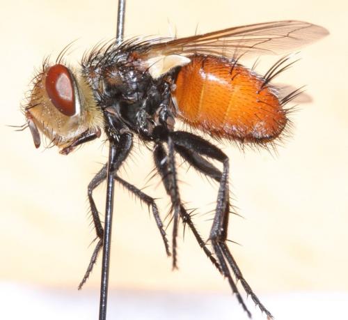 Gonia vacua