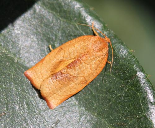 Réf. 94 526 : Cacoecimorpha pronubana