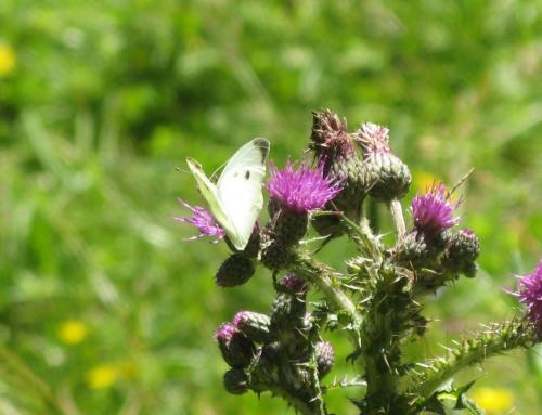 Pieris rapae