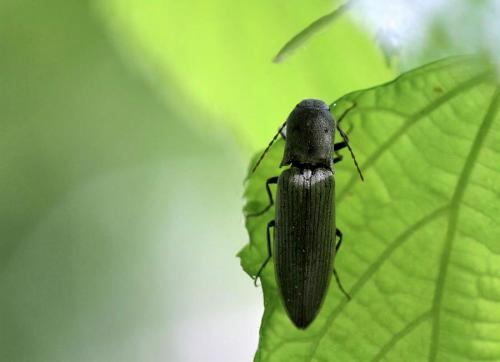 Réf. 94 232 : Agriotes pilosellus