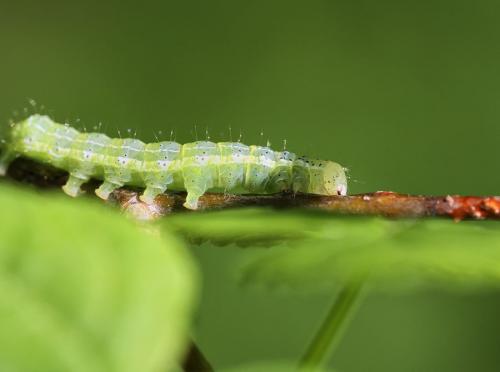 Cosmia trapezina