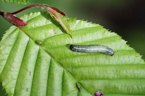Réf. 94 408 : Aceria tenella