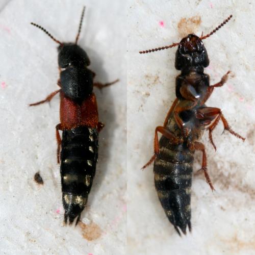 Platydracus stercorarius