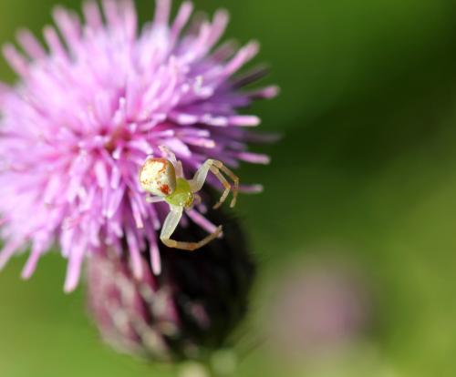 Ebrechtella tricuspidata