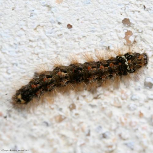 Réf. 94 091 : Eilema sororcula
