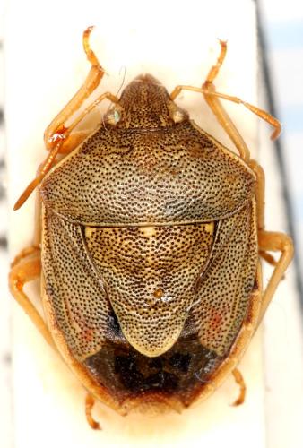 Réf. 94 869 : Aeliopsis bucculata
