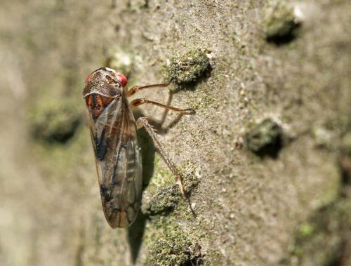 Réf. 94 328 : Oncopsis sp.