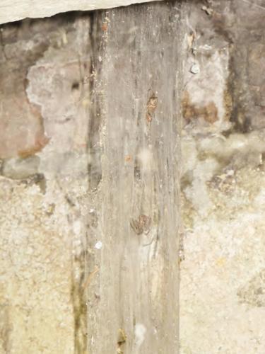 Tegenaria sp.
