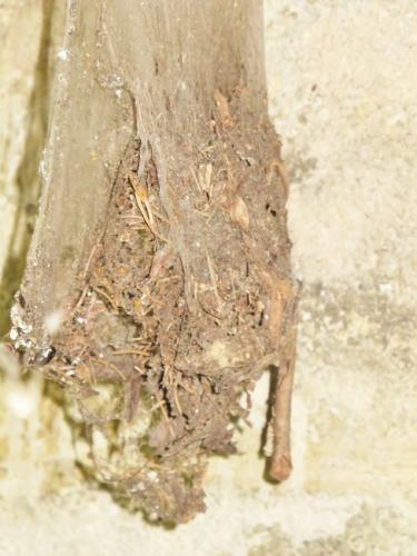 Tegenaria sp.