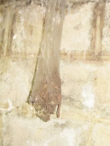Tegenaria sp.