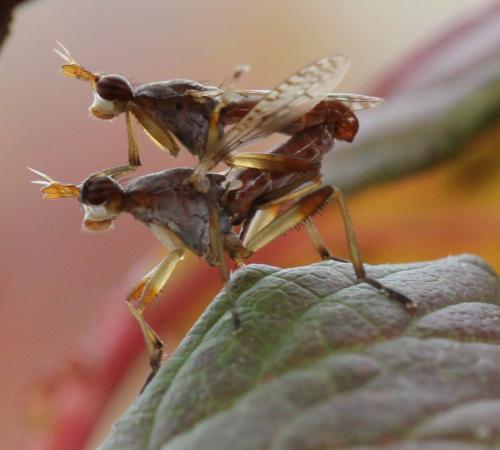 Dichetophora obliterata