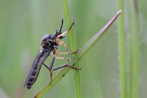 Dioctria rufipes