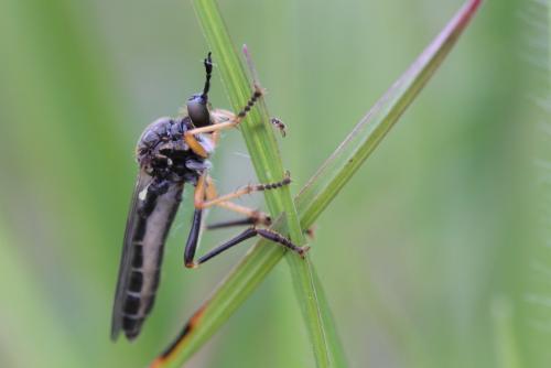 Dioctria rufipes
