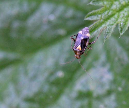 Liocoris tripustulatus