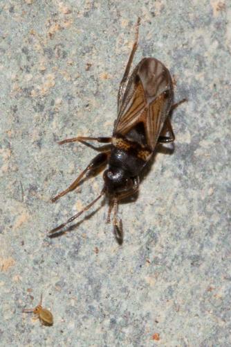Réf. 94 289 : Ischnocoris angustulus
