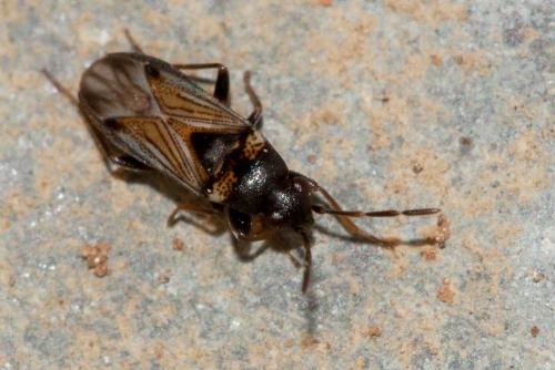Réf. 94 288 : Ischnocoris angustulus