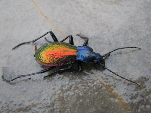 Carabus hispanus