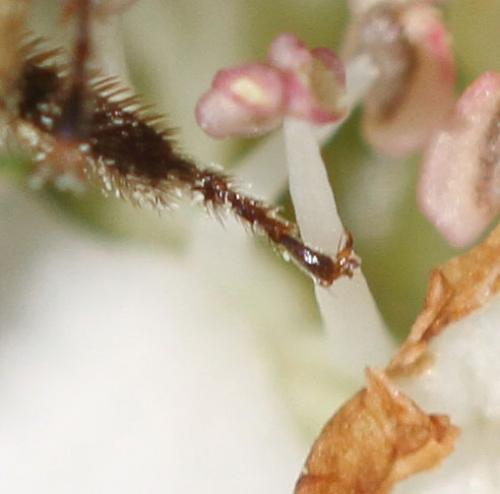 Andrena sp.