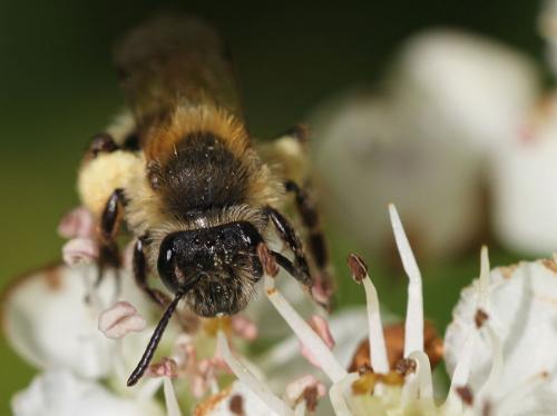 Andrena sp.