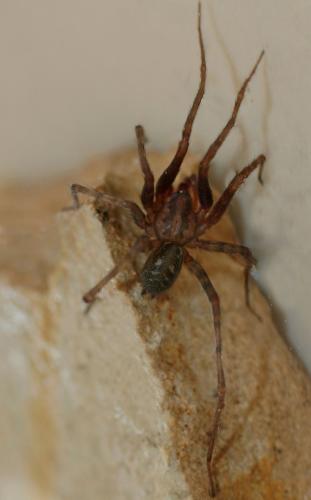 Réf. 94 016 : Tegenaria dalmatica