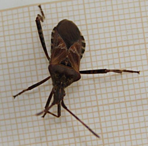 Leptoglossus occidentalis