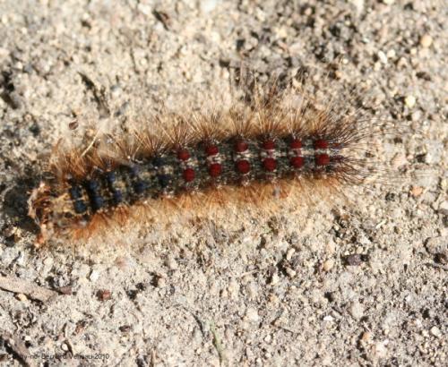 Lymantria dispar