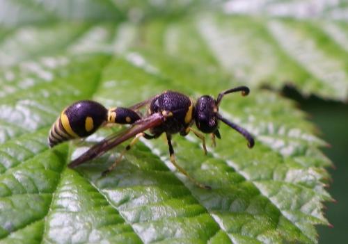 Eumenes sp.
