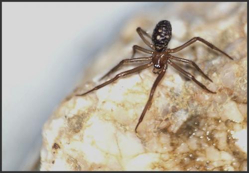 Steatoda grossa