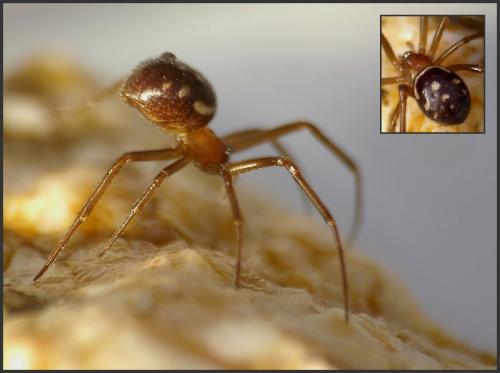 Steatoda grossa