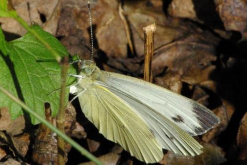 Pieris napi