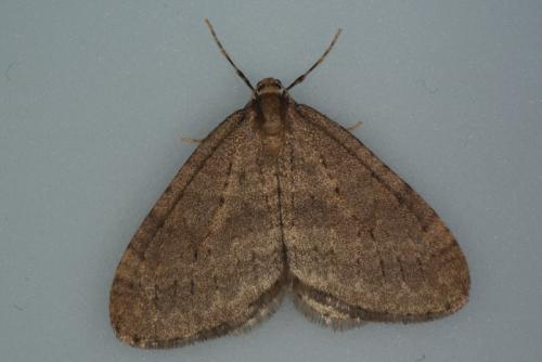 Réf. 94 337 : Operophtera brumata