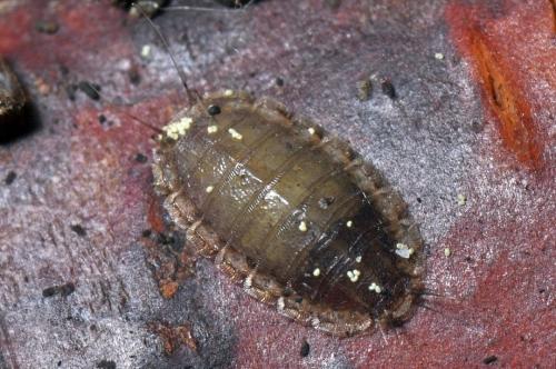 Lonchoptera sp.