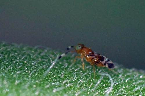 Microterys sp.