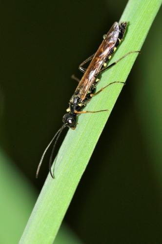 Réf. 94 075 : Calameuta sp.