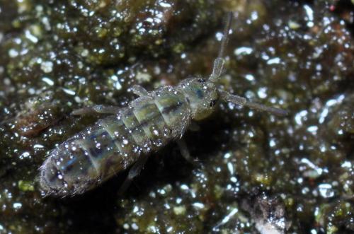 Réf. 94 208 : Isotomurus pseudopalustris