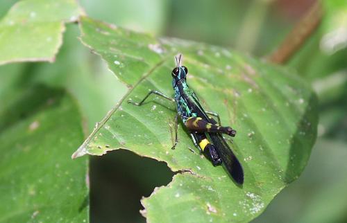 Réf. 94 298 : Erucius sp.