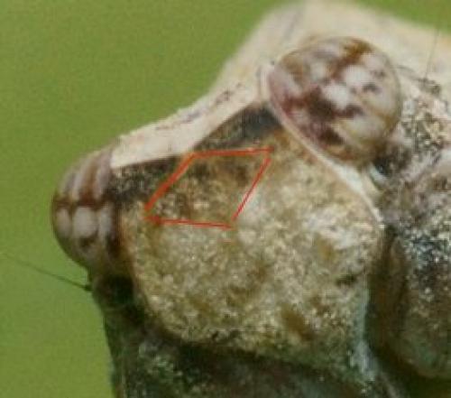 Latilica maculipes
