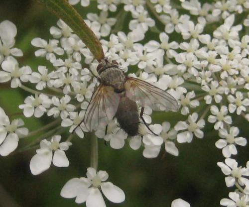 Solieria sp.