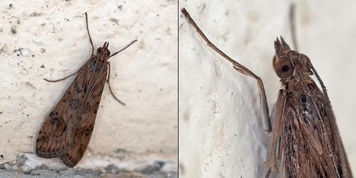 Nomophila noctuella