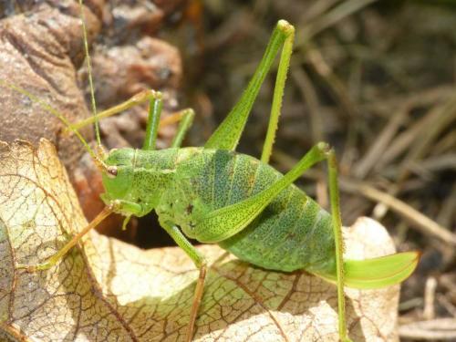 Réf. 94 039 : Leptophyes punctatissima