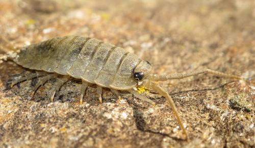 Réf. 94 655 : Ligia oceanica