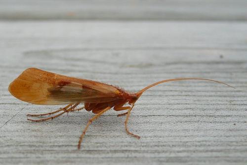 Réf. 94 984 : Limnephilus rhombicus