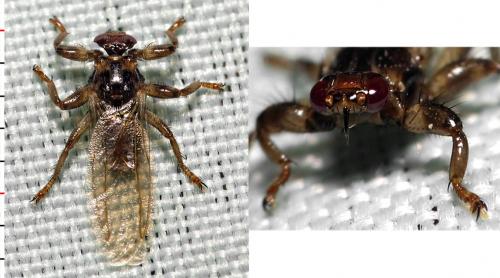 Lipoptena cervi