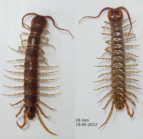 Lithobius forficatus