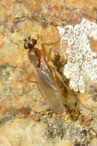 Lonchoptera sp.