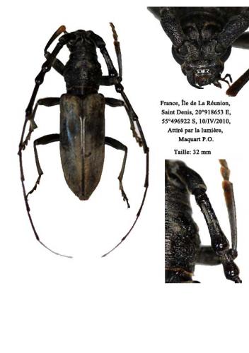 Réf. 94 060 : Diorthus simplex