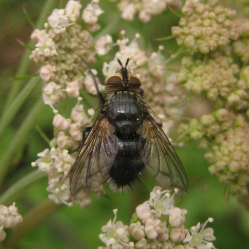 Panzeria anthophila