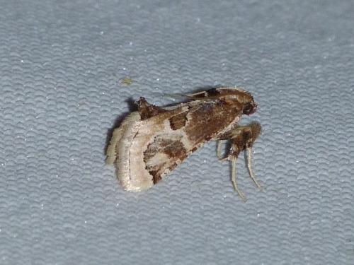 Loryma egregialis