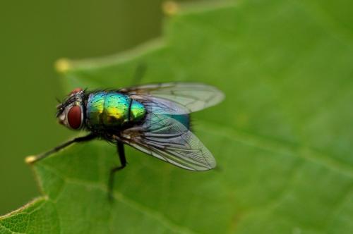 Lucilia sp.