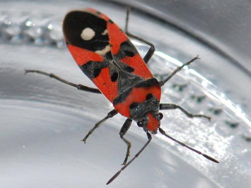 Réf. 94 201 : Lygaeus equestris